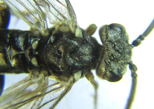 Réf. 308 828 : Loderus gilvipes