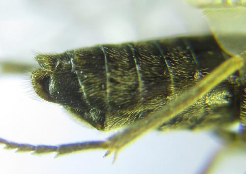 Loderus gilvipes