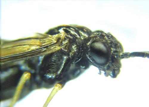 Réf. 308 849 : Monophadnus pallescens