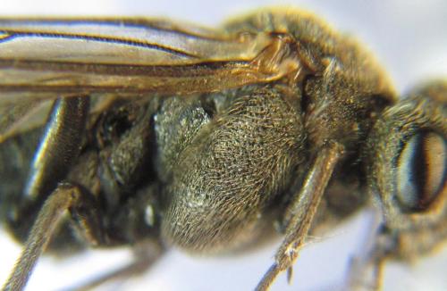 Réf. 308 874 : Oncodolerus eversmanni