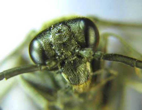 Réf. 308 925 : Macrophya infumata
