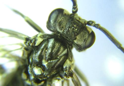 Réf. 308 933 : Pachyprotasis rapae