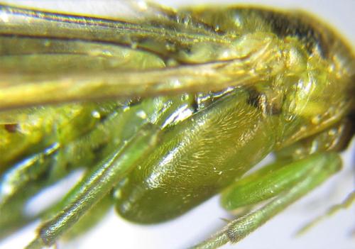 Réf. 308 462 : Euura scutellata