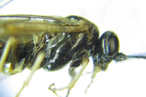 Réf. 308 612 : Anoplonyx destructor