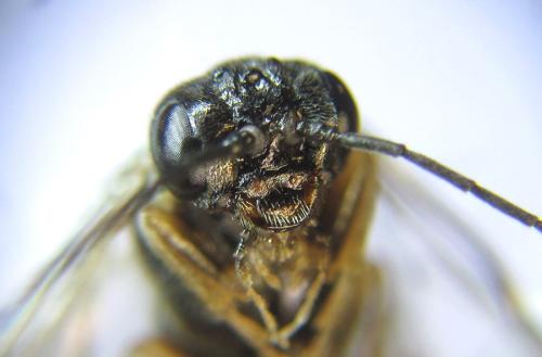Anoplonyx apicalis