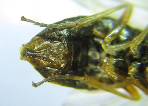 Anoplonyx ovatus