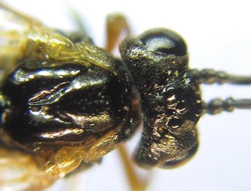 Réf. 308 731 : Strongylogaster baikalensis