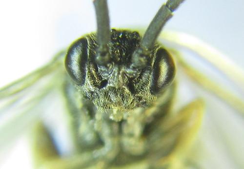 Réf. 308 756 : Empria longicornis