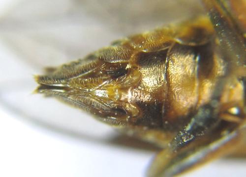 Réf. 308 286 : Pristiphora compressa
