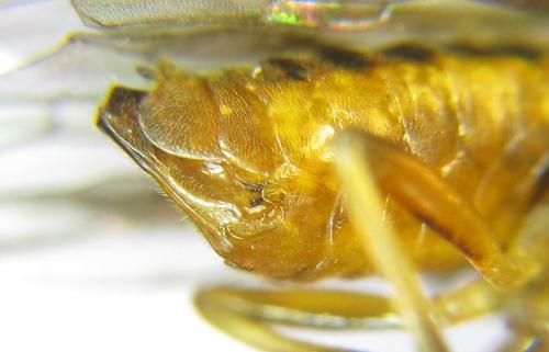 Réf. 308 370 : Pristiphora decipiens