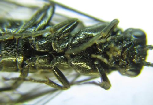 Réf. 308 787 : Empria basalis