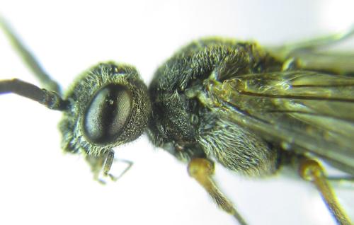 Réf. 308 798 : Loderus vestigialis