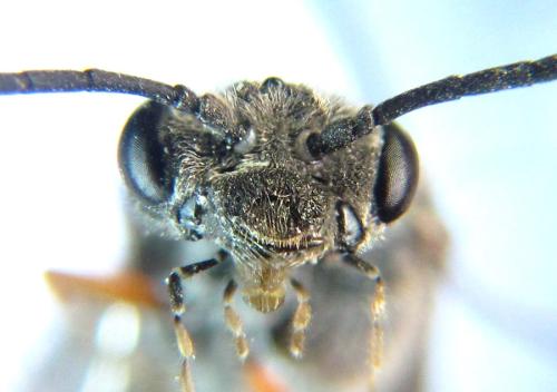 Réf. 308 809 : Loderus vestigialis