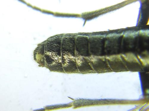 Réf. 308 829 : Loderus gilvipes
