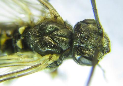 Loderus gilvipes