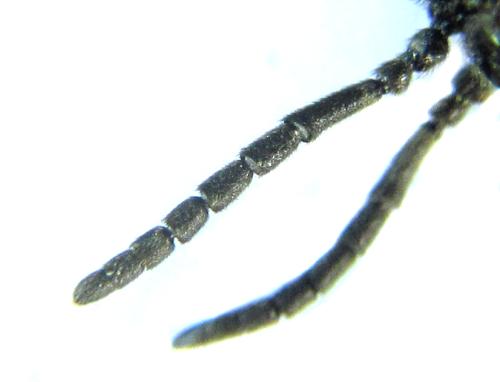 Réf. 308 850 : Monophadnus pallescens