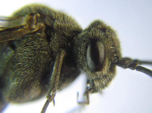 Réf. 308 875 : Oncodolerus eversmanni