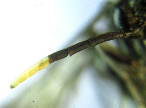 Macrophya infumata