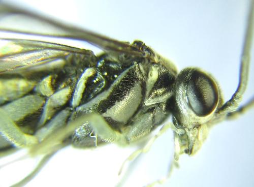 Réf. 308 934 : Pachyprotasis rapae