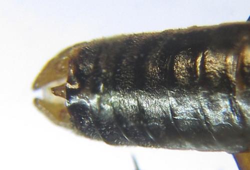 Réf. 308 404 : Pristiphora abietina