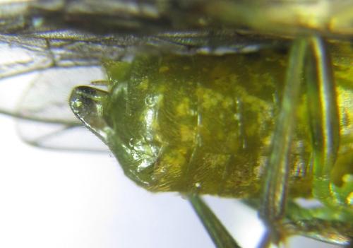 Réf. 308 463 : Euura scutellata