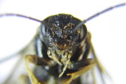 Réf. 308 613 : Anoplonyx destructor