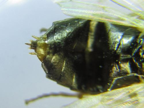 Anoplonyx ovatus