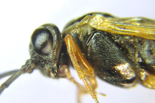 Réf. 308 732 : Strongylogaster baikalensis