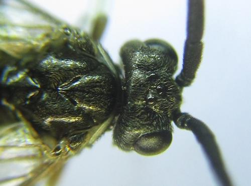Empria longicornis