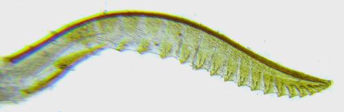 Empria longicornis