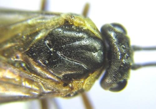 Réf. 308 287 : Pristiphora compressa