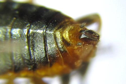 Réf. 308 371 : Pristiphora decipiens