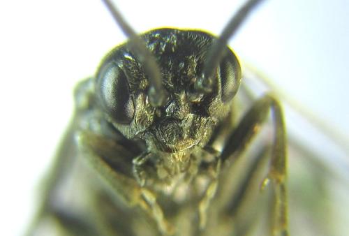 Réf. 308 788 : Empria basalis