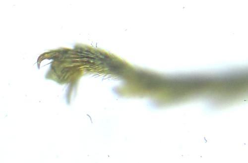 Réf. 308 799 : Loderus vestigialis