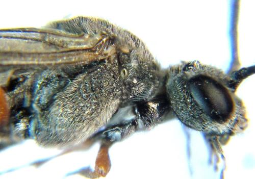 Réf. 308 810 : Loderus vestigialis
