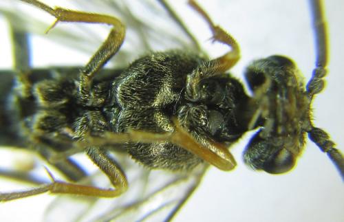 Réf. 308 830 : Loderus gilvipes