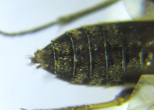 Loderus gilvipes