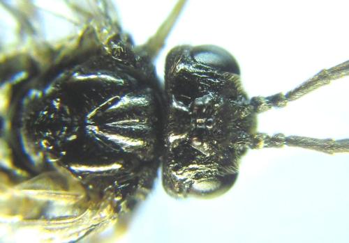 Réf. 308 851 : Monophadnus pallescens