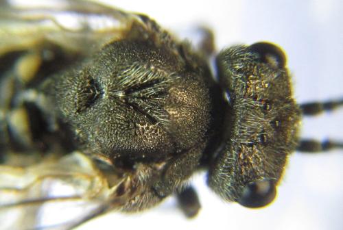 Réf. 308 876 : Oncodolerus eversmanni