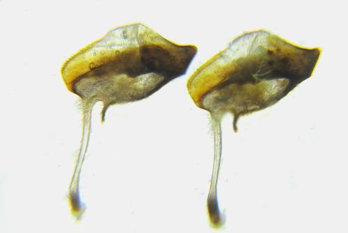 Macrophya infumata