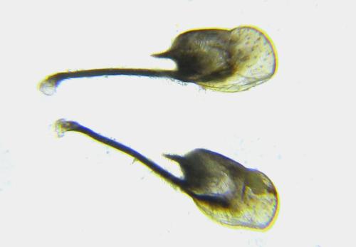 Réf. 308 935 : Pachyprotasis rapae