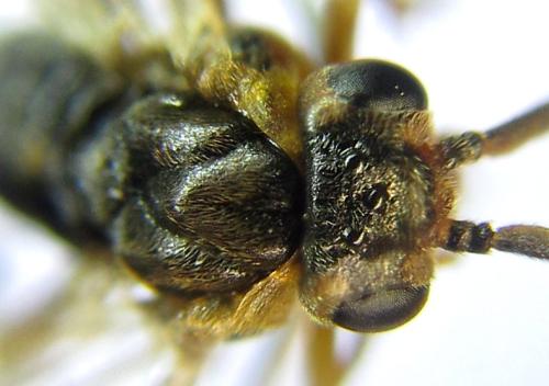 Pristiphora abietina
