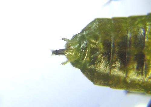 Réf. 308 464 : Euura scutellata