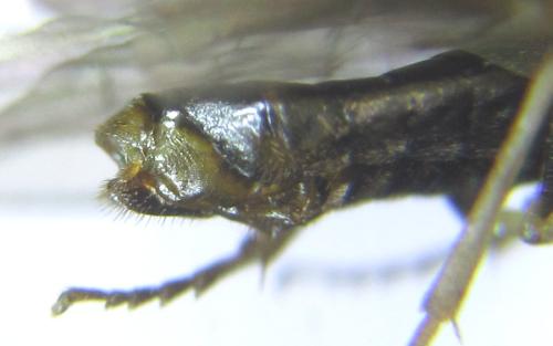 Réf. 308 614 : Anoplonyx destructor