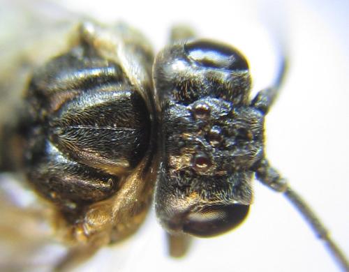 Anoplonyx apicalis