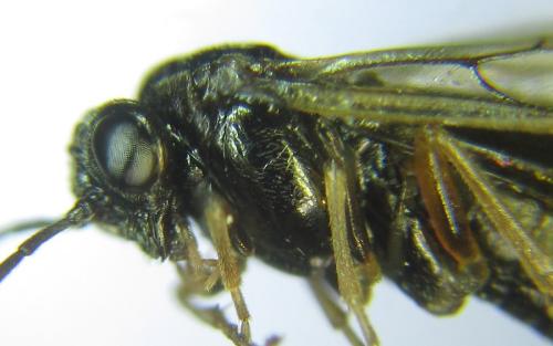 Anoplonyx ovatus