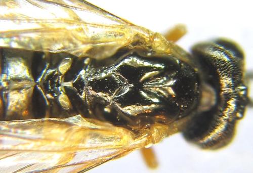 Réf. 308 733 : Strongylogaster baikalensis