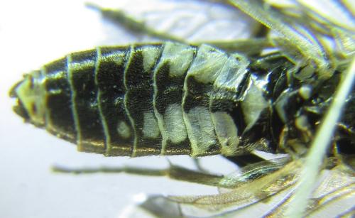 Réf. 308 758 : Empria longicornis