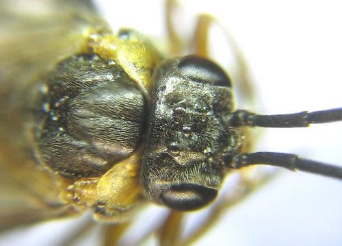 Réf. 308 288 : Pristiphora compressa