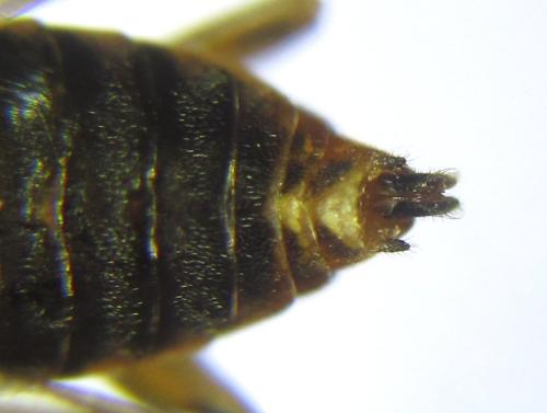 Réf. 308 372 : Pristiphora decipiens